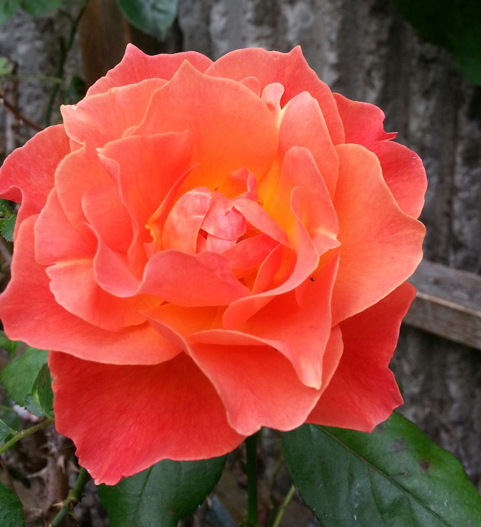  photo 20140902_104636-1_zps3i0slpfh.jpg